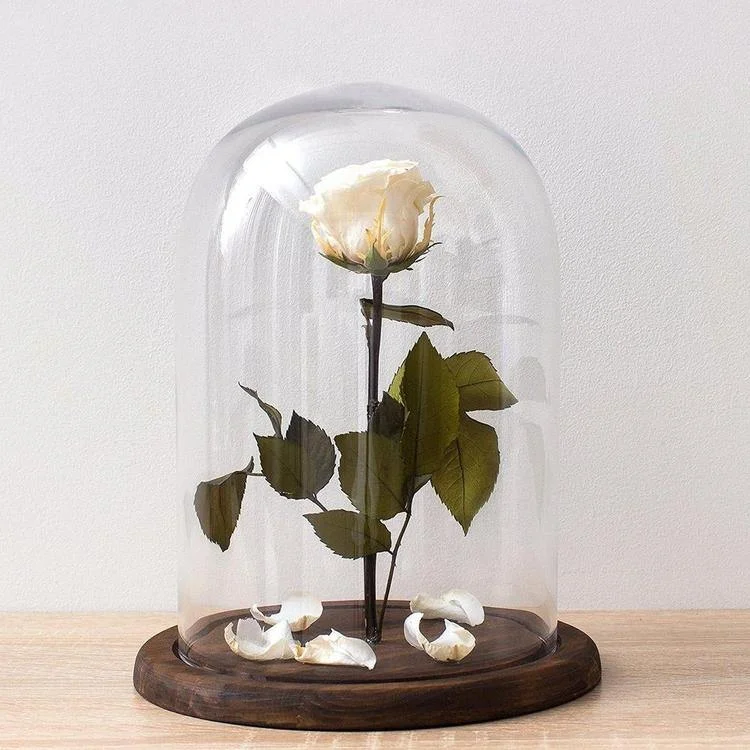 Clear Glass Cloche Bell Jar Display Case